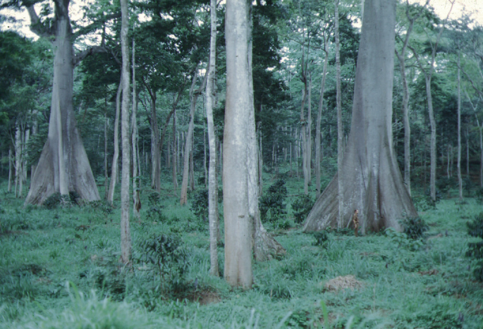 A photograph of a mountain view with tree steam and green grasses.