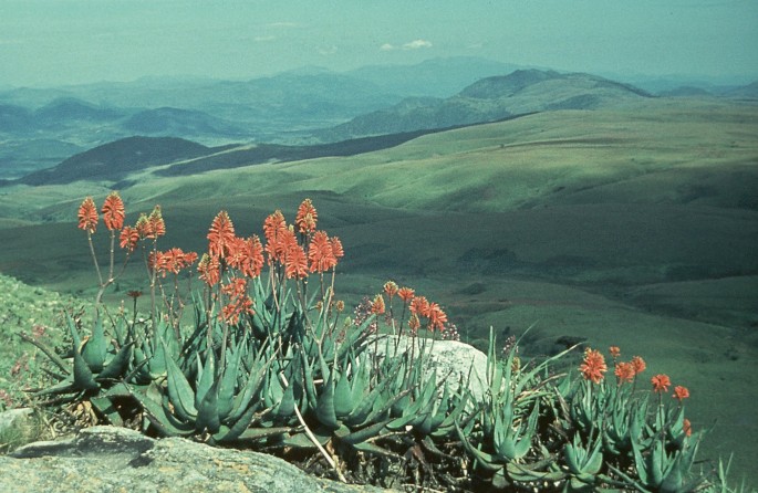 A photograph of cone shaped aloe grata flowers on a mountain slope. A chain of mountains is part of the background.