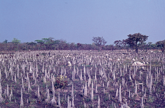 A photograph. Upward conical white structures spread over a large area with few trees scattered in the region.