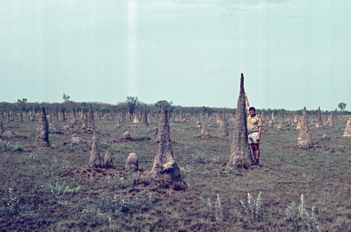 A photograph. Many thick, conical structures are formed above the soil. A man holds one of the structures which is taller than him.