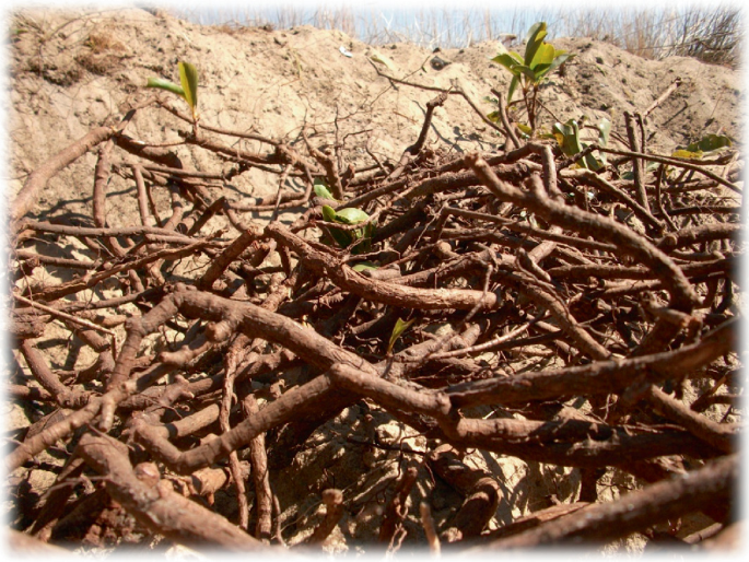 A photo of entangled roots of a plant above the surface.