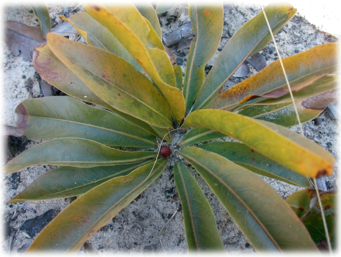 A photo of a cluster of leaves of a plant above the surface of a rock.