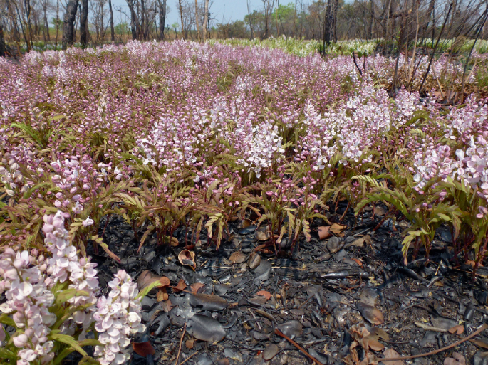 A photograph. The region is covered with flowers. A small portion of the ground is covered with rotten and dried leaves.