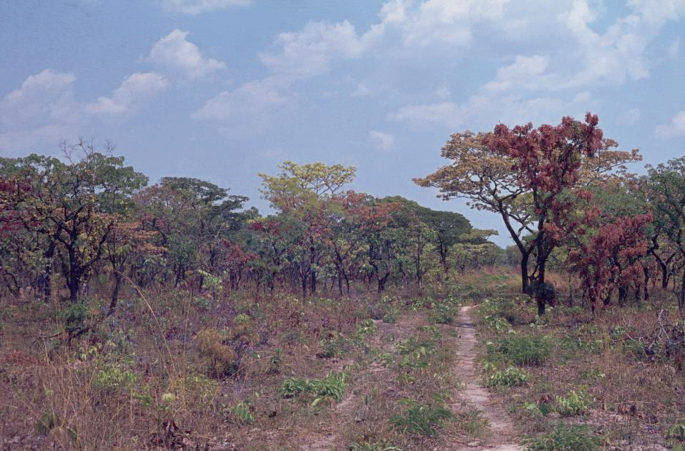 A photograph of land with trees and shrubs. Two paths are visible.