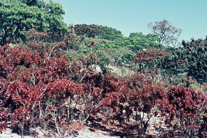 A photograph of vegetation with miombo trees. The leaves in the miombo trees are in spring colours.
