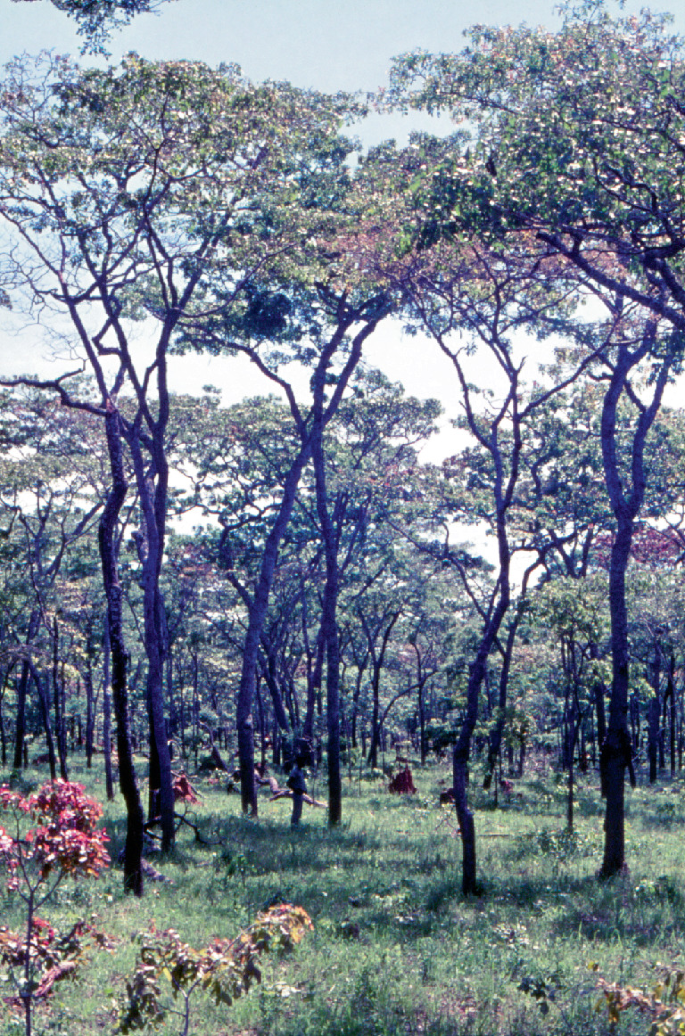 A photo of an area covered with grasses, tall trees, and a few flowering plants.
