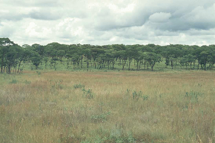 A photo of grassland with a large area covered with grasses and tall trees at the back of the grass field.