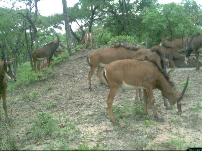 A photograph. A herd of giant sables stands in an area covered with shrubs and trees.
