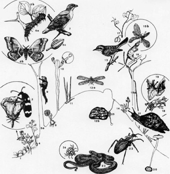 An illustration of a food web includes different insects, plants, flowers, shrubs, birds, and reptiles.