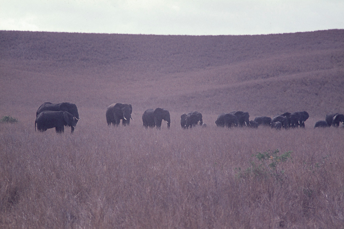 A photograph of a herd of elephants standing in a grassland area.