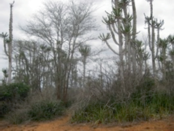 A photograph. Dry thickets and shrubs are visible.