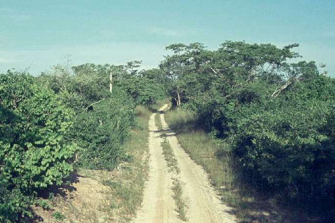 A photograph of two sand paths. Trees and shrubs are grown its either side.