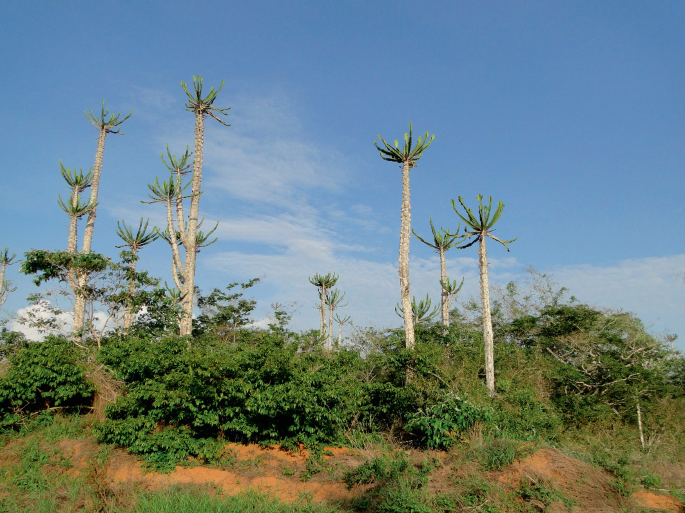 A photograph of an area with shrubs, and a few tall trees.