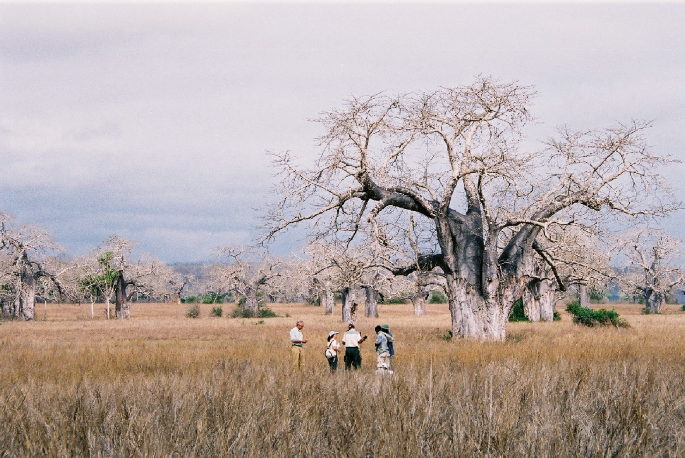 A photograph of dry grassland. A few people stand in the grasslands and a huge dried tree is also spotted.
