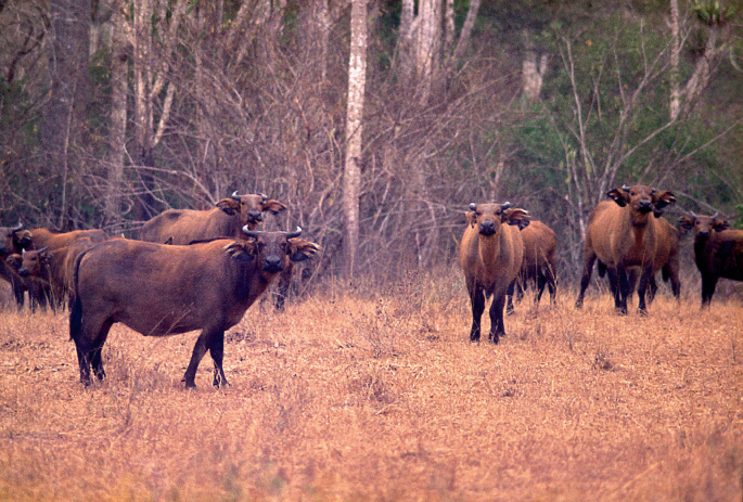 A photograph. A herd of forest buffaloes stands in dry grassland.
