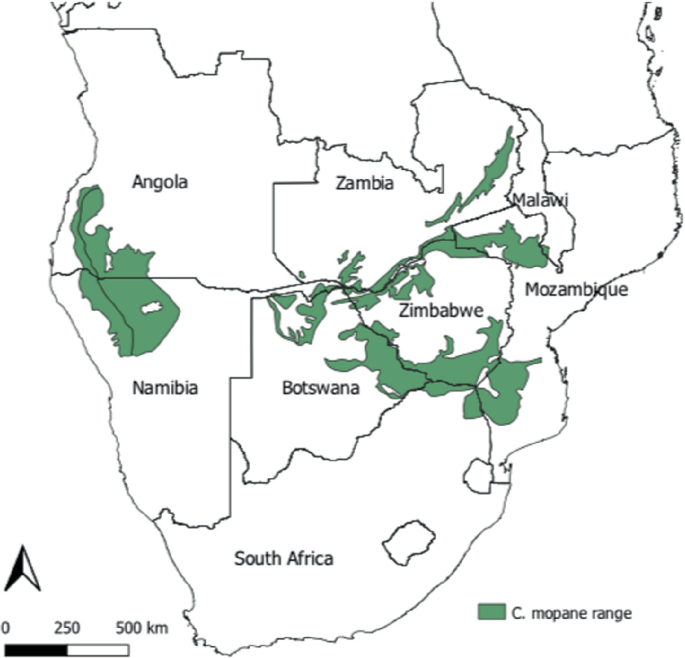 A map of the African continent displays the scattered distribution of colophospermum mopane range across Angola, Namibia, Botswana, Zimbabwe, Mozambique, and Malawi.