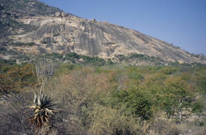 A photo of a huge granite rock mountain, with mopane vegetation around the foot of the mountain.