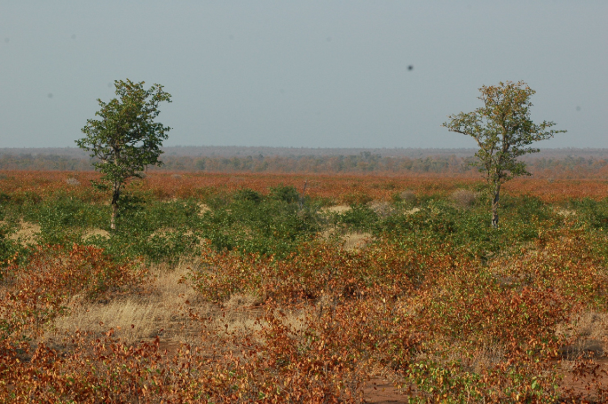 A photograph. Two trees are grown among the shrubs in the large area.