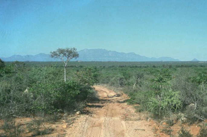 A photograph displays a path covered with soil, and vegetation over the whole area, and a boundary is marked by a row of tall trees.