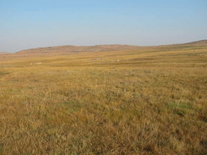 A photograph of grassland with dry grasses.