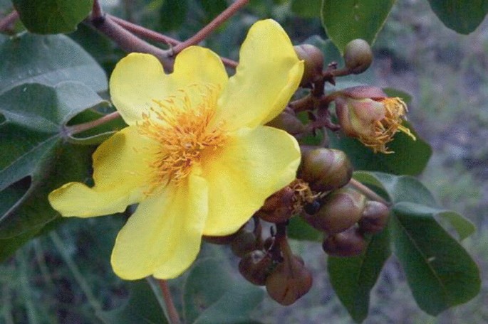A photograph of a cochlospermum flower with a cluster of buds.
