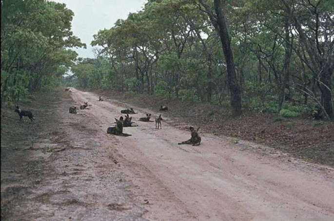 A photograph of a path in a forest in which wild dogs rest and some roam. Trees are there on either side.