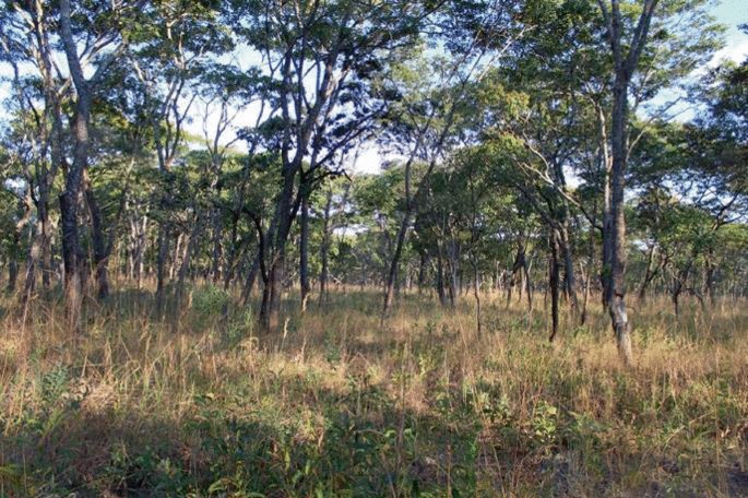 A photograph of a forest with trees in the dry grasses.