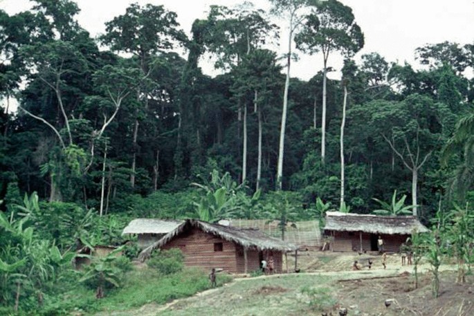 A photograph of a forest with tall trees and some huts. Few children stand in front of their huts.