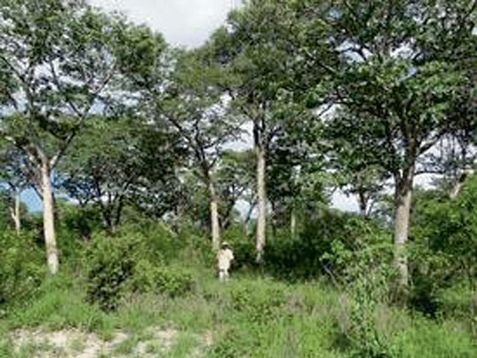 A photograph of woodland with trees, plants, and grasses. A man stands under a tree.