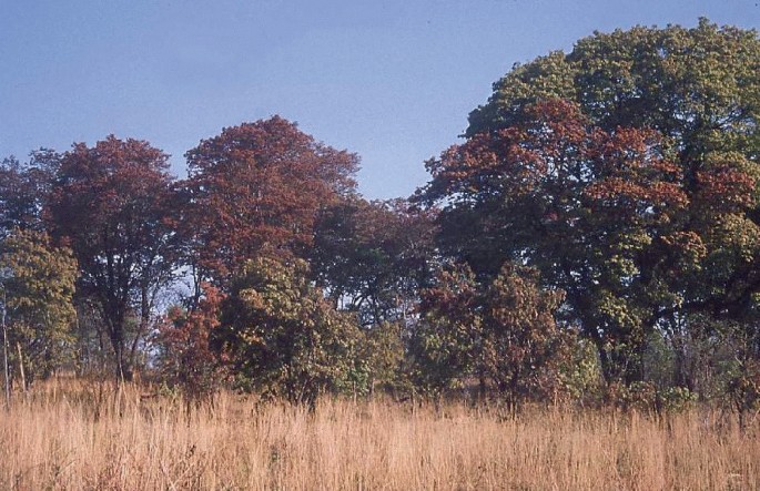 A photograph of woodland with trees in dry grassland.