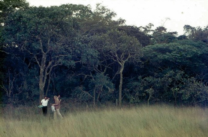 A photograph of a dry forest with trees and grasses. Three men stand under a tree.