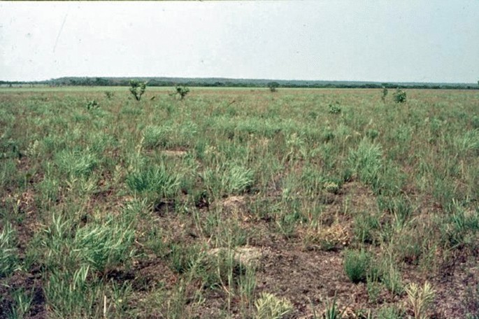 A photograph of a plain with many geoxyle plants and scanty grass.