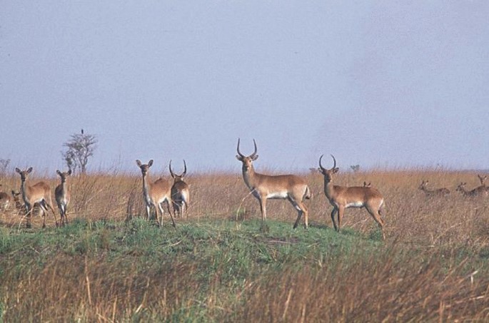 A photograph. A group of lechwe stands in the dry grassland.