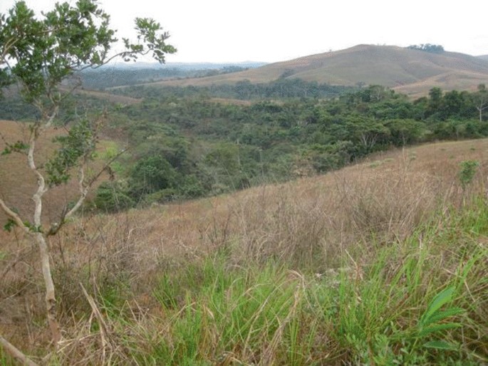 A photograph of a savanna with dry grass and trees.