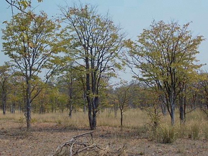 A photograph of woodland with dry grasses and trees.