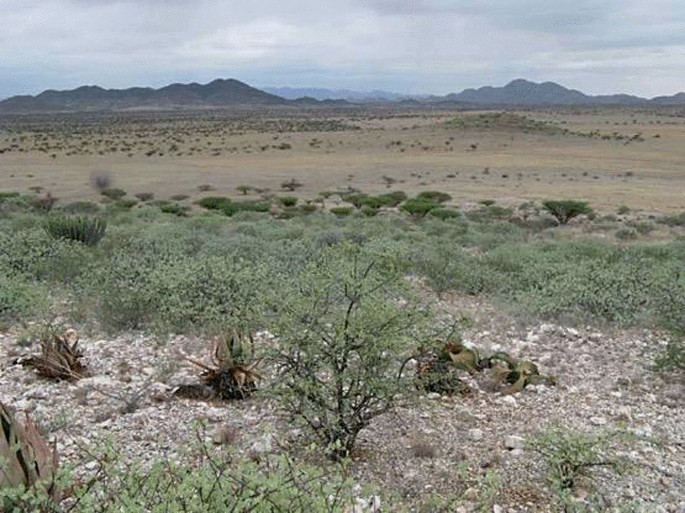 A photograph of shrubland. Mountains are there in the background.
