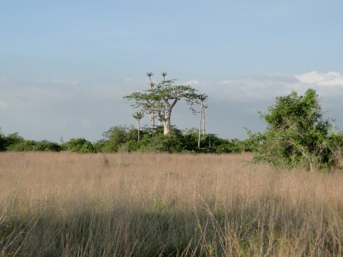 A photograph of dry grassland with a tall tree at a distance and a few more trees around it.