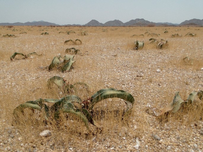 A photograph of a gravel plain with dried welwitschia mirabilis and scanty dried grasses.