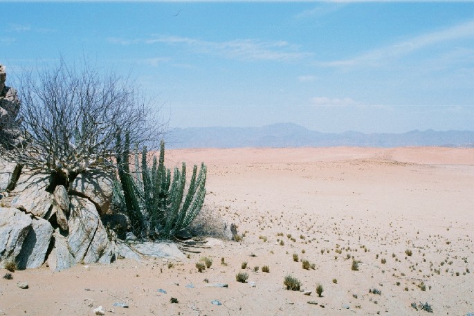 A photograph of an arid grassland. Cacti grow on rocks.