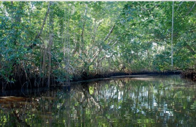 A photograph of a mangrove. Densely grown trees cover the mouth of the river.