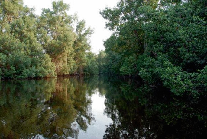 A photograph of a mangrove forest. The trees on both sides reflect on the water.