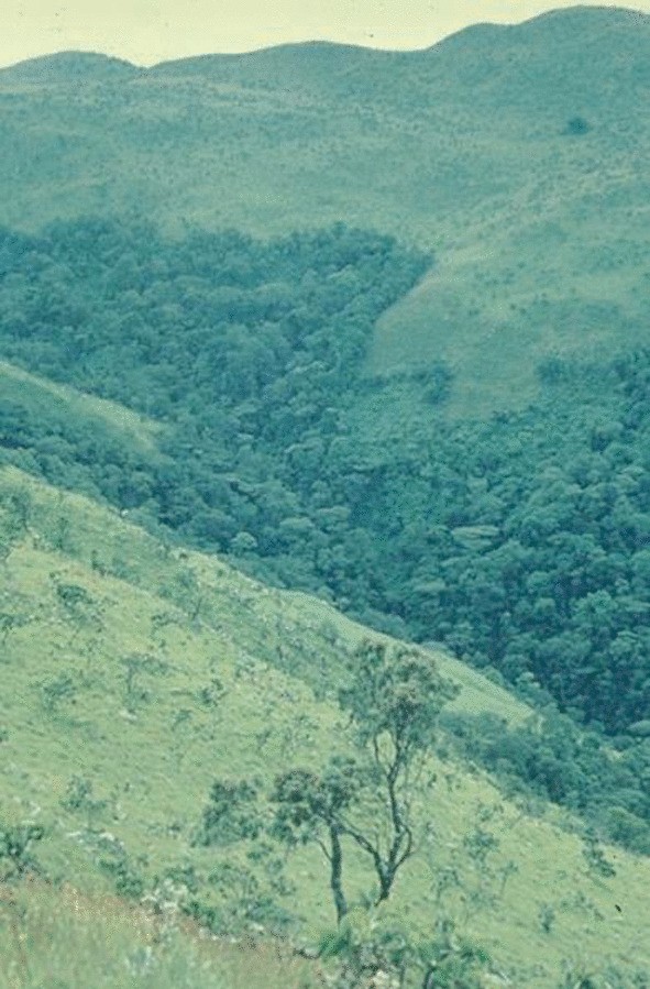A photograph of a forest on a mountain. It is covered with trees and grasslands.