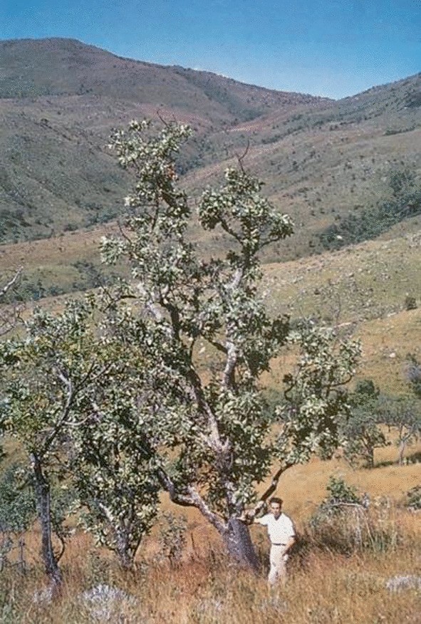 A photograph of the protea welwitschii tree in the dry grasslands. A man stands under the tree and behind is the mountain view.