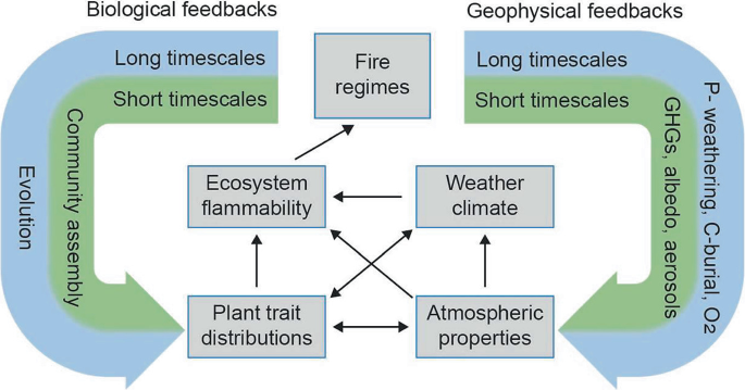 A curved rectangular-shaped flowchart represents fire regimes caused by plant trait distributions and atmospheric properties. The long and short timescales for biological feedback and geophysical feedback are indicated on the left and right sides of the flow chart.