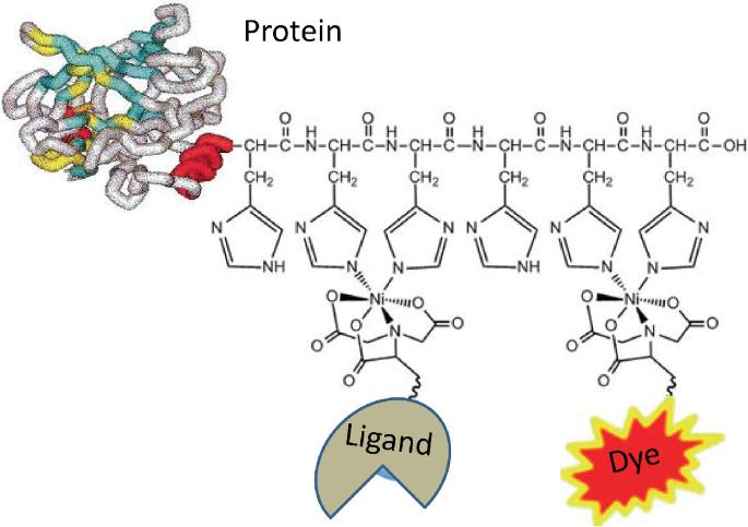 Chemical Tags for Labeling Proteins Inside Living Cells