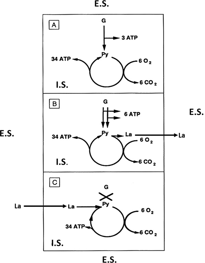3 diagrams illustrate the process of the anaerobic threshold concept. The oxidation of the pyruvate is exhibited in each diagram.