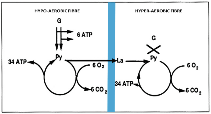 A diagram illustrates the proper combination of aerobic fibers. The diagram is divided into 2 sections labeled hypo aerobic fiber and hyper aerobic fiber.
