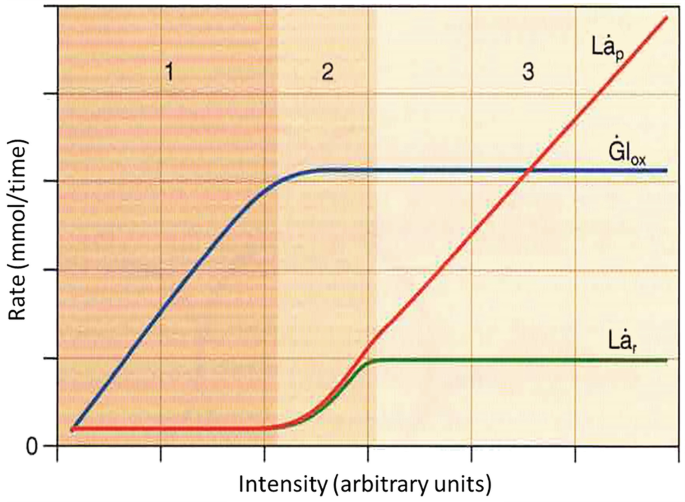 A line graph of rate versus intensity in arbitrary units. The lines for L a subscript r and G l subscript o x increase then plateau, and the line for L a subscript p depicts an increasing trend.