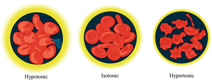 Hydrolysis Rbc Water Transport Across the Red Blood Cell Membrane | SpringerLink