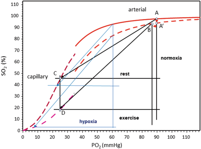 Red Blood Cell Adaptation During Hypoxia and Sport | Springer Nature ...